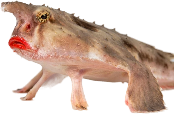 Нетопырь Дарвина